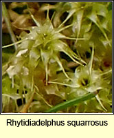 Rhytidiadelphus squarrosus, Springy turf-moss