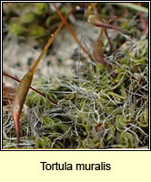 Tortula muralis, Wall Screw-moss