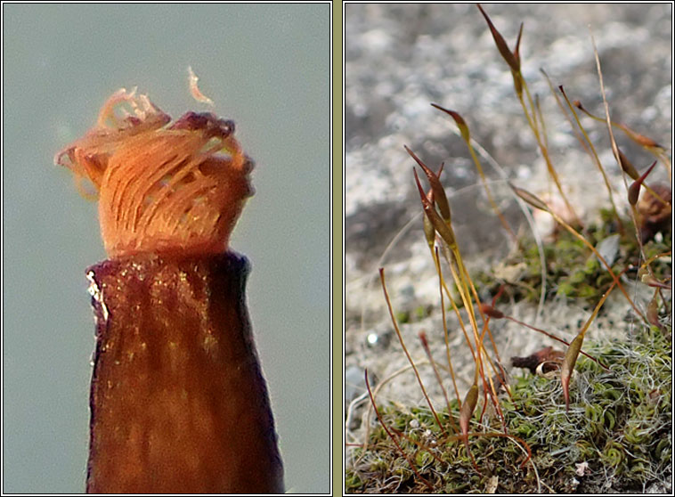 Tortula muralis, Wall Screw-moss