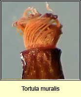 Tortula muralis, Wall Screw-moss