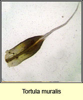 Tortula muralis, Wall Screw-moss