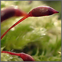 Brachythecium rutabulum, Rough-stalked Feather-moss