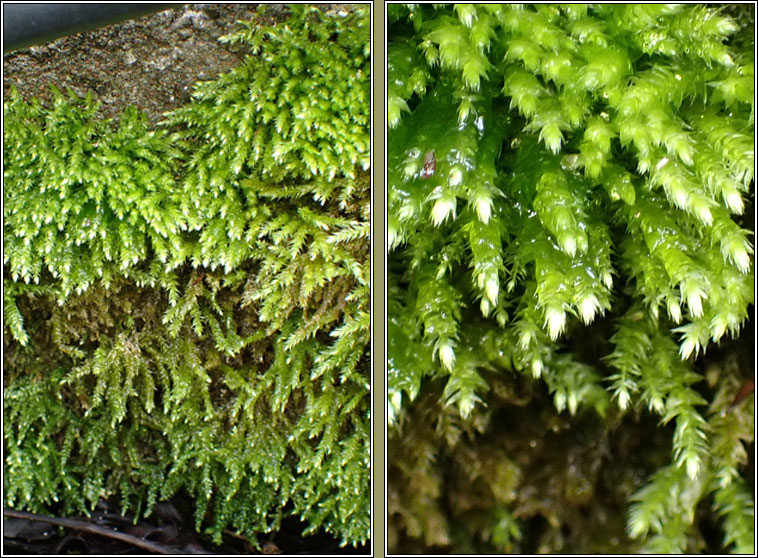 Brachythecium rutabulum, Rough-stalked Feather-moss