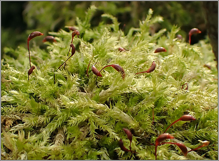 Brachythecium rutabulum, Rough-stalked Feather-moss