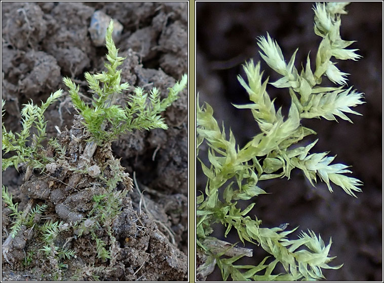 Brachythecium rutabulum, Rough-stalked Feather-moss