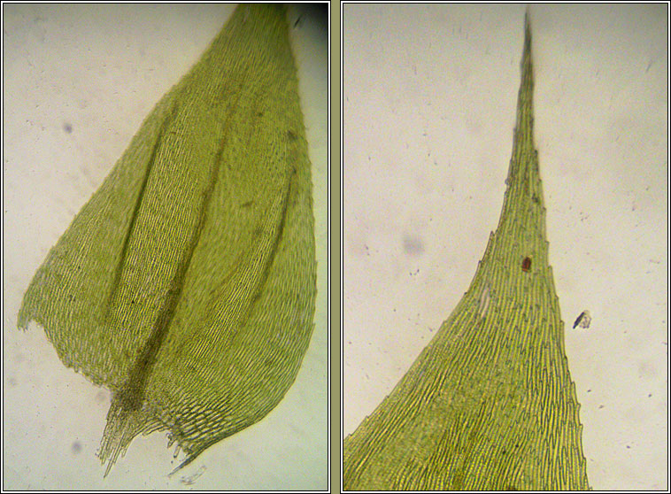 Brachythecium rutabulum, Rough-stalked Feather-moss