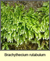 Brachythecium rutabulum