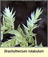 Brachythecium rutabulum