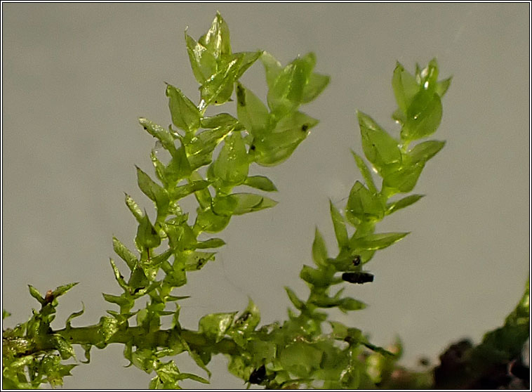 Oxyrrhynchium hians, Swartz's Feather-moss