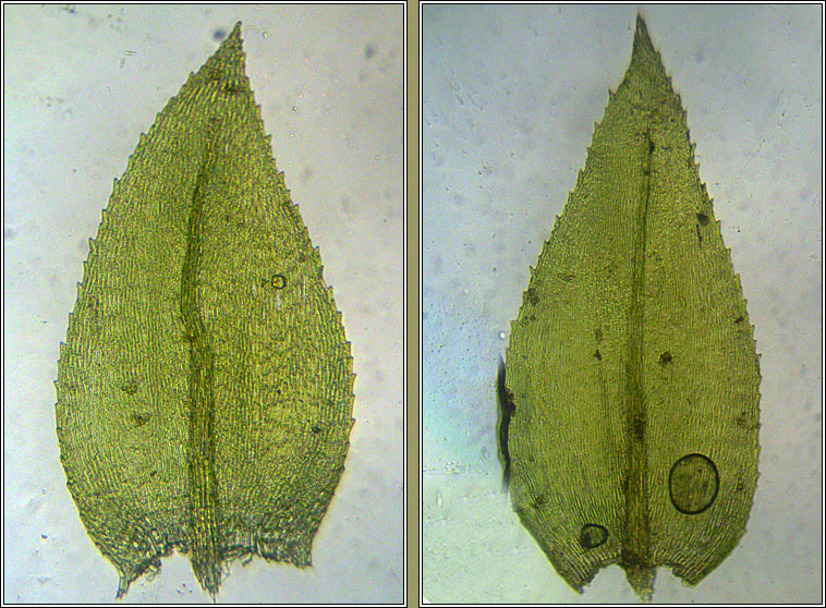 Oxyrrhynchium hians, Swartz's Feather-moss