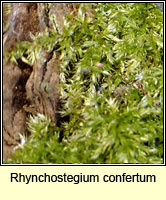 Rhynchostegium confertum, Clustered Feathermoss