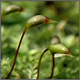 Rhynchostegium confertum, Clustered Feathermoss