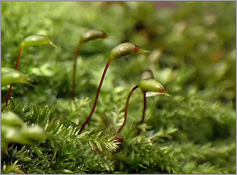 Rhynchostegium confertum, Clustered Feathermoss