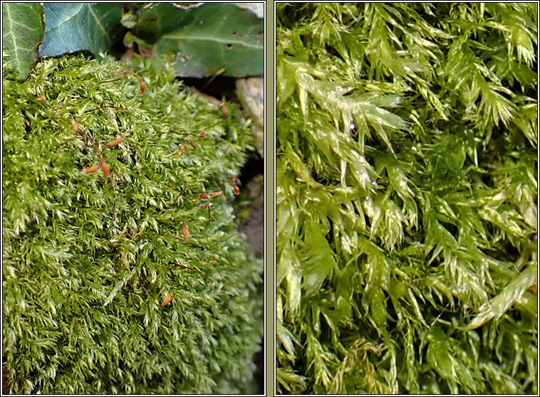 Rhynchostegium confertum, Clustered Feathermoss