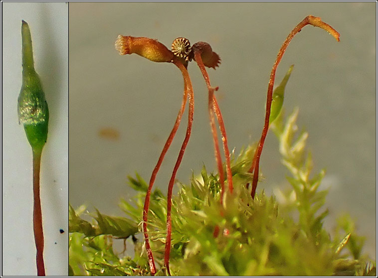 Rhynchostegium confertum, Clustered Feathermoss