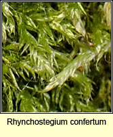 Rhynchostegium confertum, Clustered Feathermoss