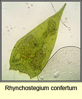 Rhynchostegium confertum, Clustered Feathermoss