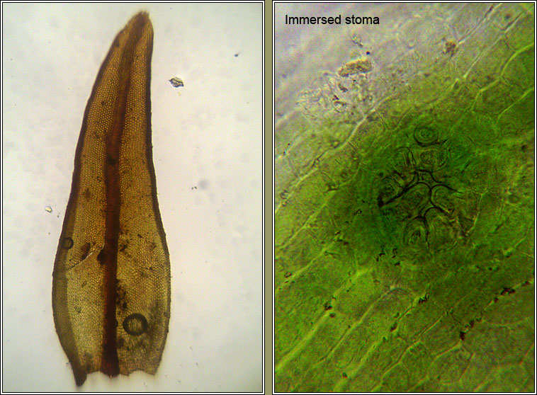 Orthotrichum anomalum