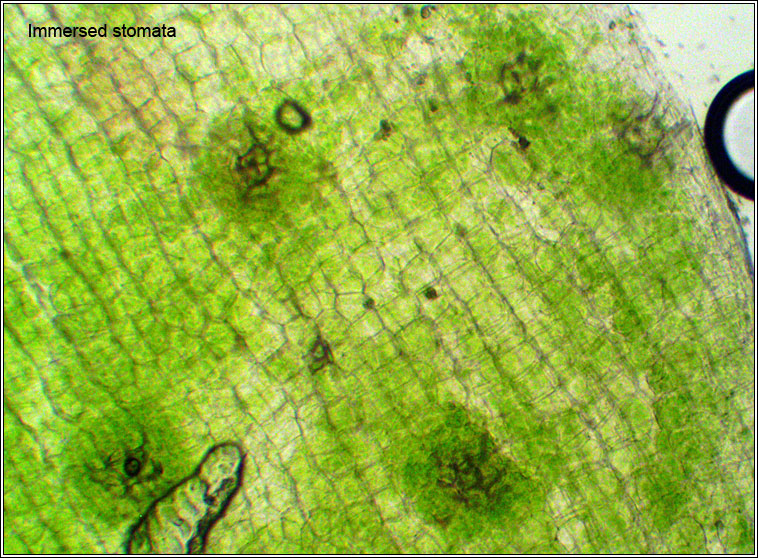 Orthotrichum anomalum