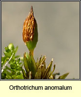 Orthotrichum anomalum