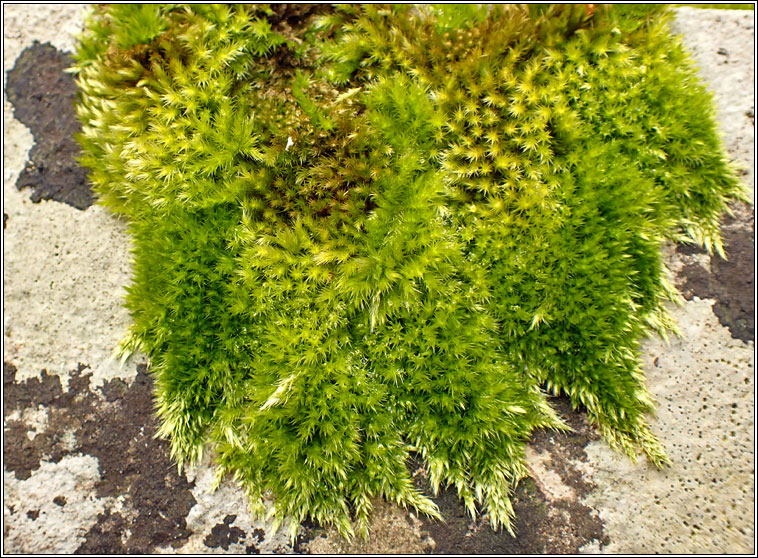 Homalothecium sericeum, Silky Wall Feather-moss