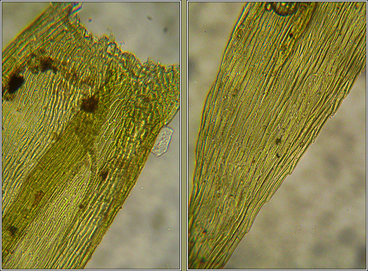 Homalothecium sericeum, Silky Wall Feather-moss