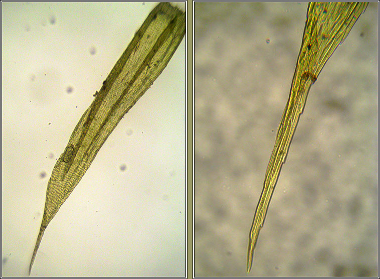 Homalothecium sericeum, Silky Wall Feather-moss