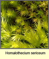 Homalothecium sericeum