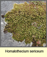 Homalothecium sericeum