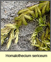 Homalothecium sericeum