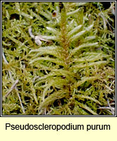 Pseudoscleropodium purum