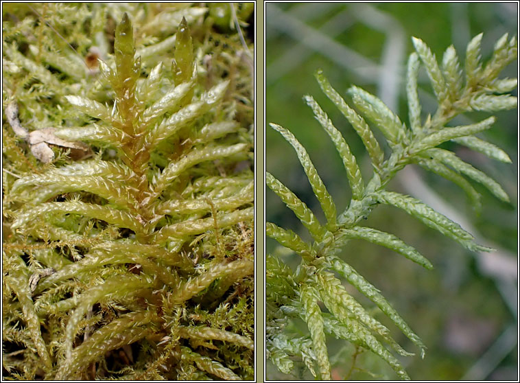 Pseudoscleropodium purum, Neat Feather-moss