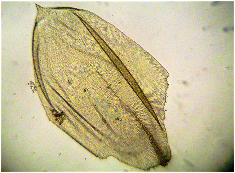 Pseudoscleropodium purum, Neat Feather-moss