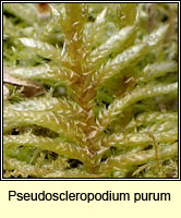 Pseudoscleropodium purum