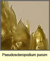 Pseudoscleropodium purum