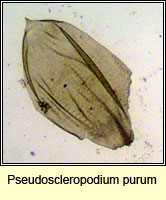 Pseudoscleropodium purum