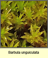 Barbula unguiculata, Birds-claw Beard-moss