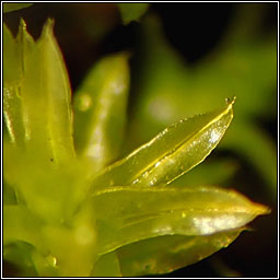 Barbula unguiculata, Bird's-claw Beard-moss