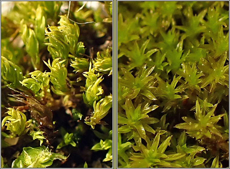 Barbula unguiculata, Bird's-claw Beard-moss