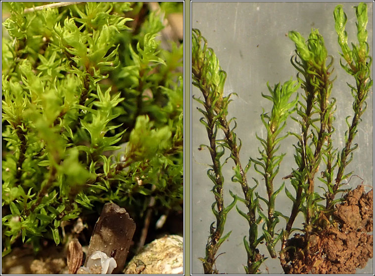 Barbula unguiculata, Bird's-claw Beard-moss