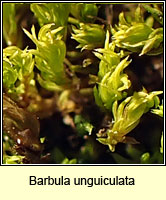 Barbula unguiculata, Birds-claw Beard-moss