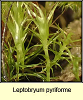 Leptobryum pyriforme, Golden Thread-moss