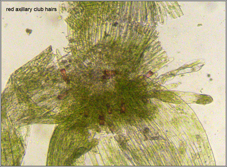 Leptobryum pyriforme, Golden Thread-moss