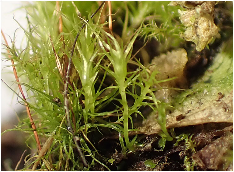 Leptobryum pyriforme, Golden Thread-moss