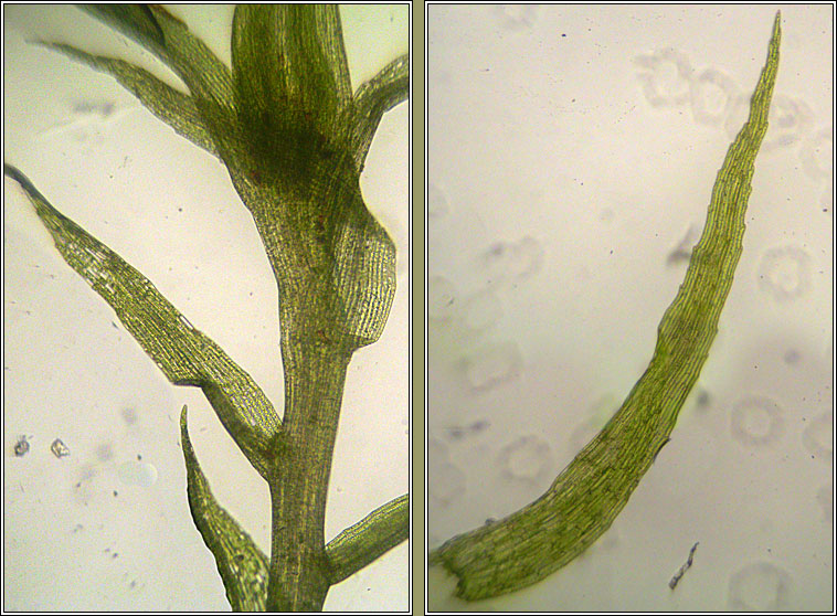 Leptobryum pyriforme, Golden Thread-moss