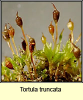 Tortula truncata, Common Pottia