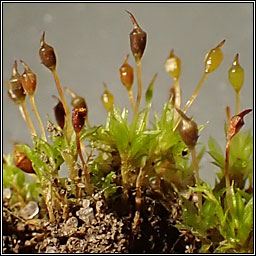 Tortula truncata, Common Pottia