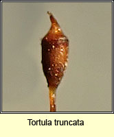 Tortula truncata, Common Pottia