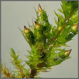 Cryphaea heteromalla, Lateral Cryphaea