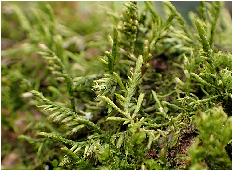 Cryphaea heteromalla, Lateral Cryphaea